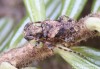 tesařík (Brouci), Pogonocherus ovatus, Cerambycidae, Pogonocherini (Coleoptera)